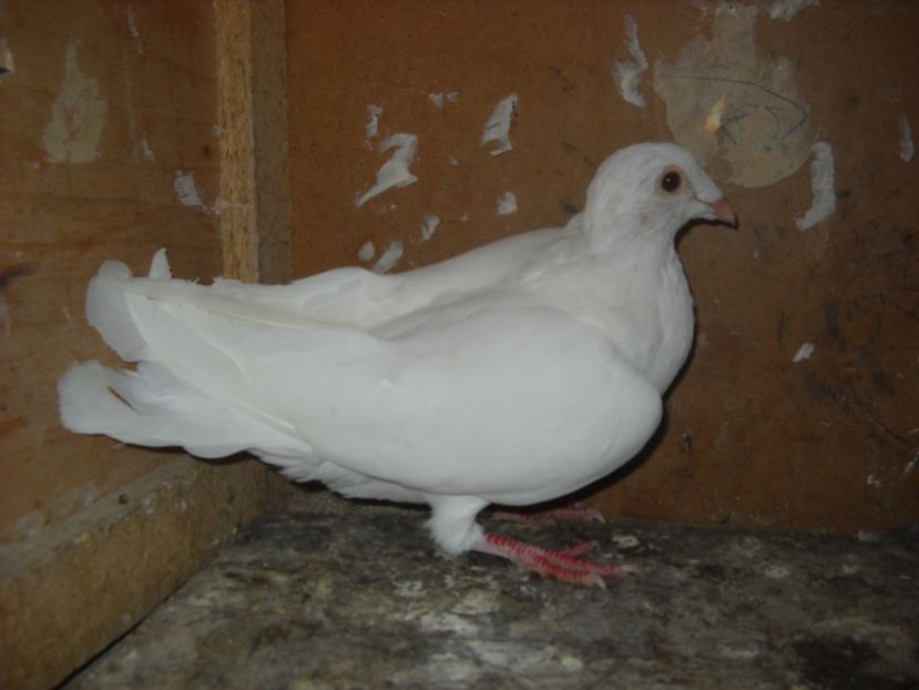  - UNDEVA IN SUCEAVA arhiva