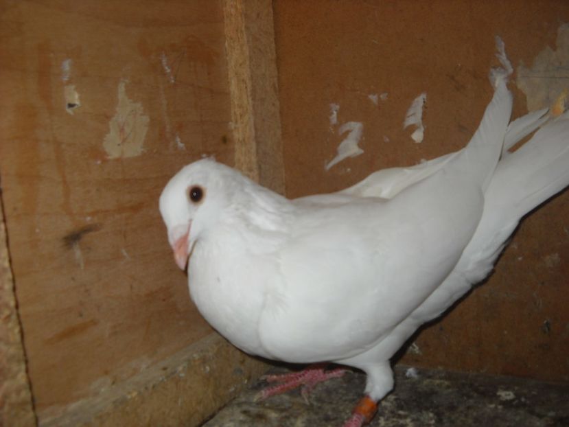  - UNDEVA IN SUCEAVA arhiva