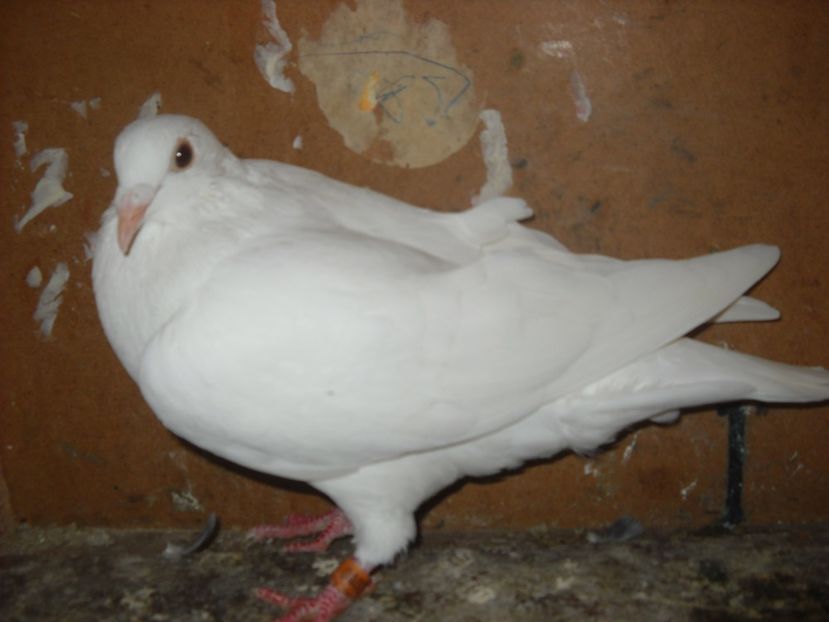  - UNDEVA IN SUCEAVA arhiva