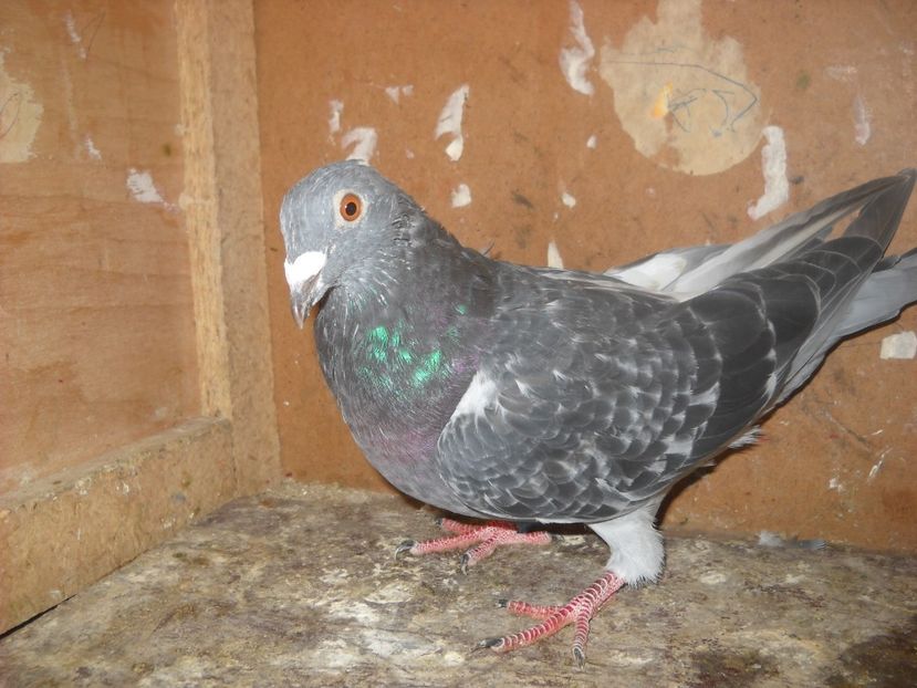  - UNDEVA IN SUCEAVA arhiva