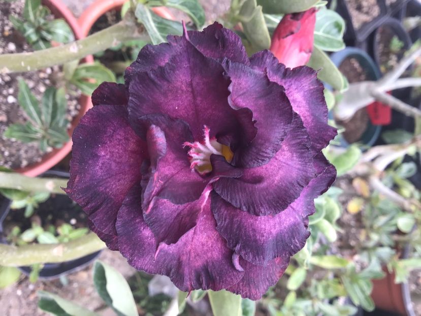 8EE2E936-6FB9-4298-84AA-97B95529C42C - Saphire