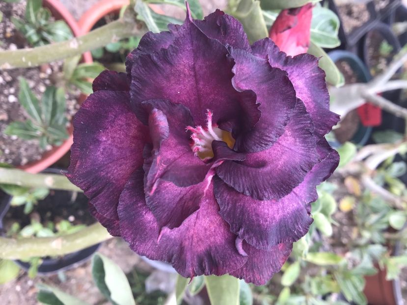 B5D3E719-D918-4035-BCE4-E1CBC3B29BCF - Saphire