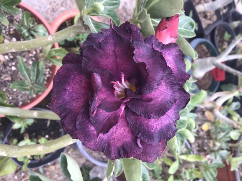 94FF634A-3647-4A49-9A06-A8663661C17B - Saphire