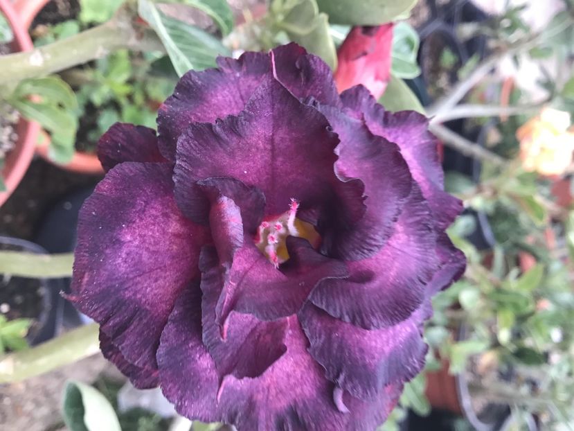 5B7A9D23-1E06-40FF-A9FA-52FBD2DC97C3 - Saphire