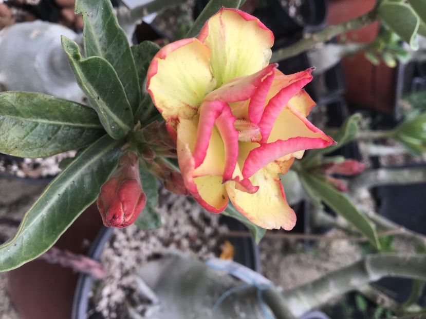 67092A80-CE0E-49B6-815D-FFD8919AF21D - Noo a