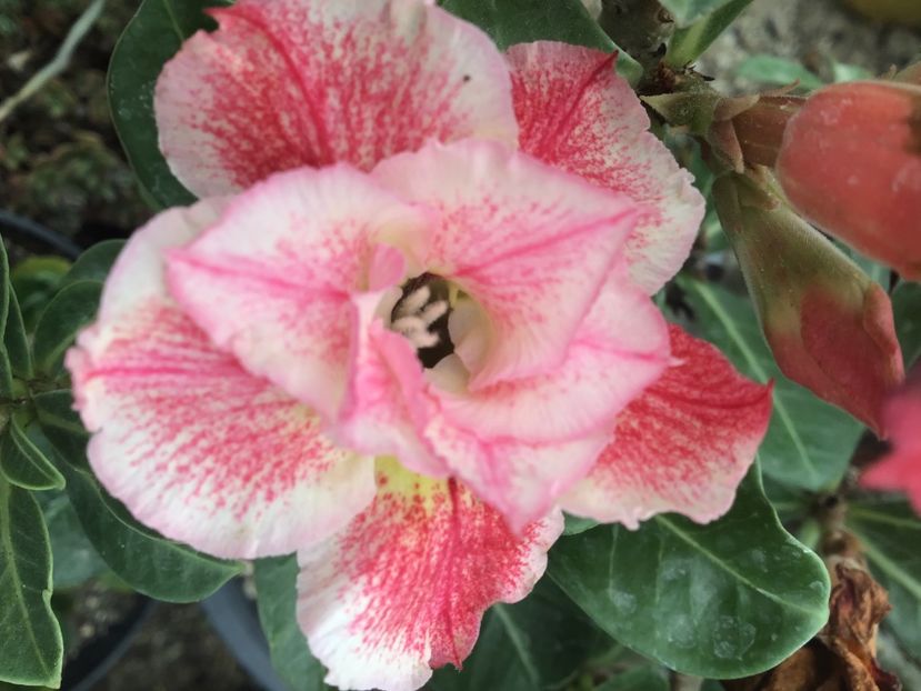 04C6F4A8-DCCD-4BA2-91EE-187B2B2401E2 - Noo b