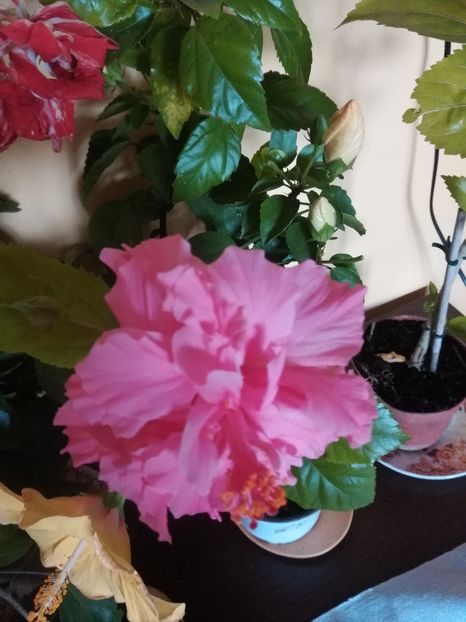 Kona - Hibiscus 2021