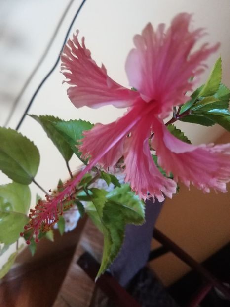 Hawaian Salmon - Hibiscus 2021