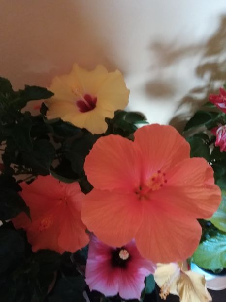  - Hibiscus 2021