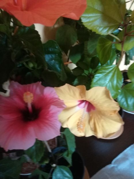  - Hibiscus 2021