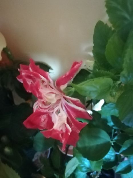 Baptistii - Hibiscus 2021