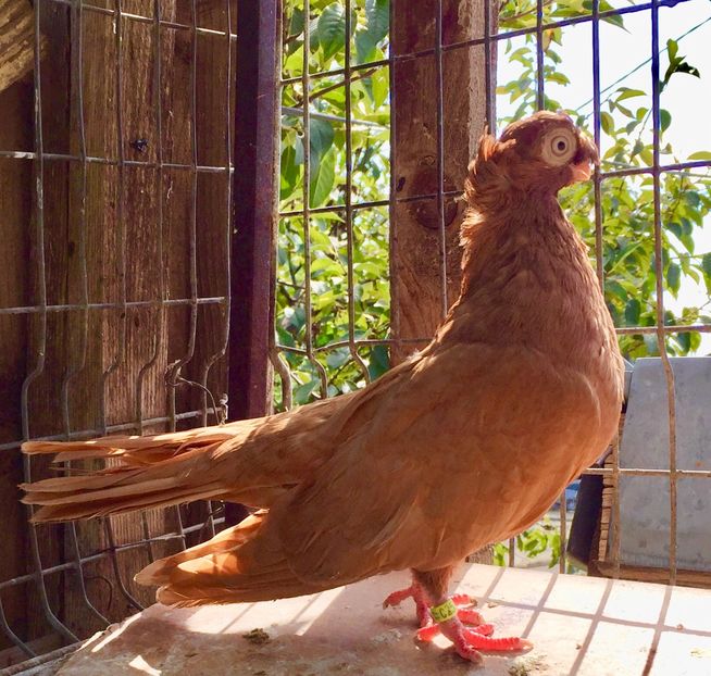 A168B290-91F4-494A-B3C5-0B0049EEAE1C - jucatori de calarasi