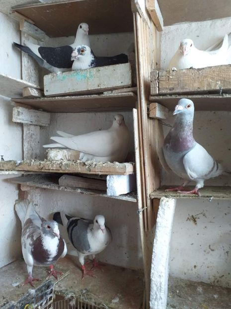 received_241970463747020 - Porumbei