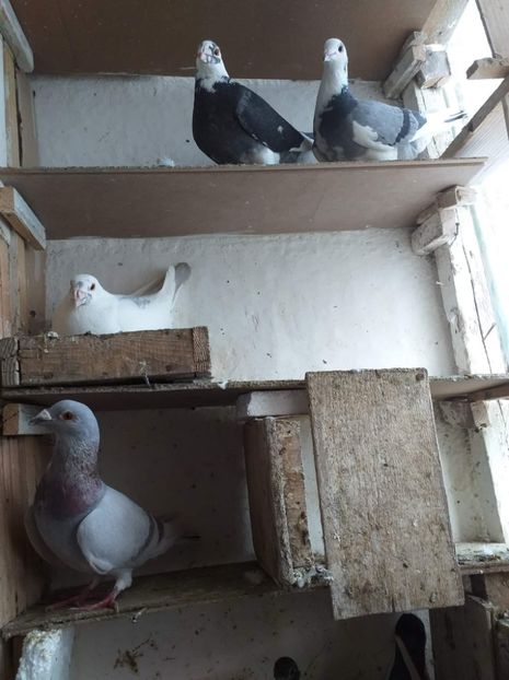 received_253612959217031 - Porumbei