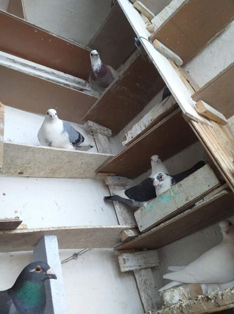 received_323139615334709 - Porumbei