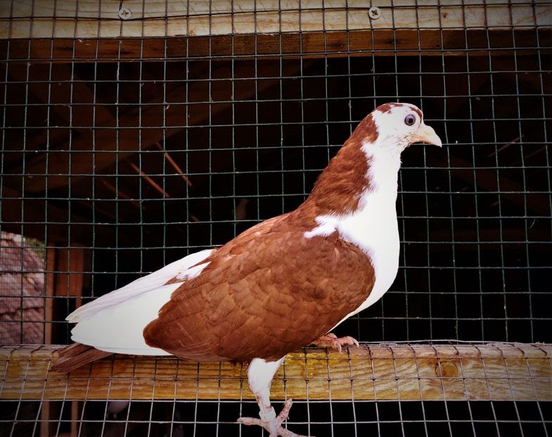 12681  mascul  2021_1 - tineret 2021