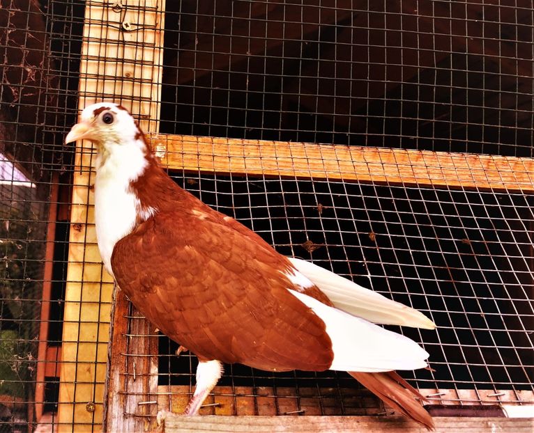 12681  mascul  2021_2 - tineret 2021