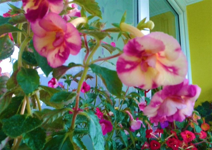  - Aici cred ca a pictat Nataly