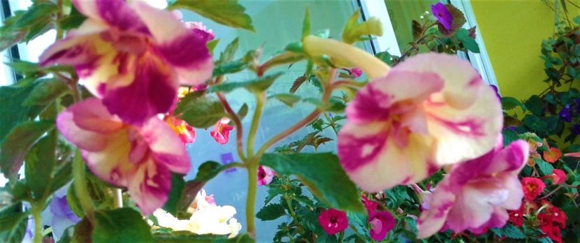  - Aici cred ca a pictat Nataly