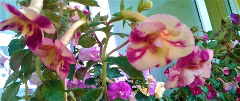  - Aici cred ca a pictat Nataly