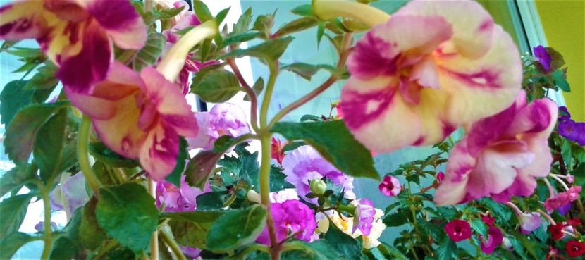  - Aici cred ca a pictat Nataly