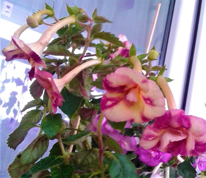  - Aici cred ca a pictat Nataly