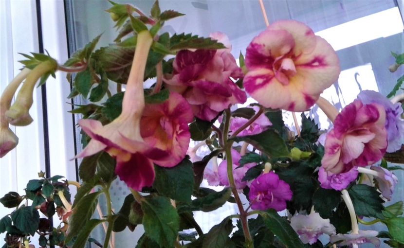  - Aici cred ca a pictat Nataly