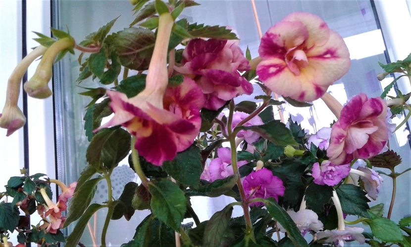  - Aici cred ca a pictat Nataly