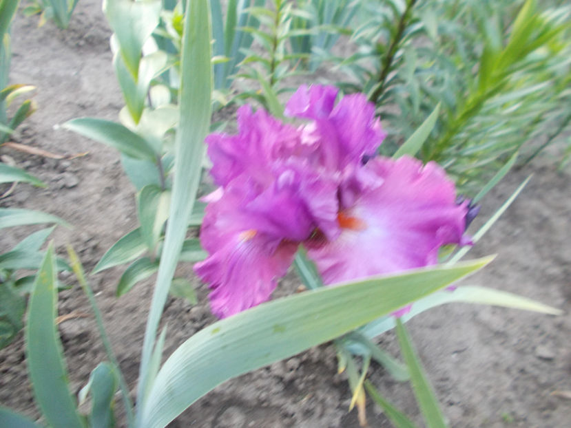 hortensie rose- - IRISI NOUTATI INFLORITI IN 2021