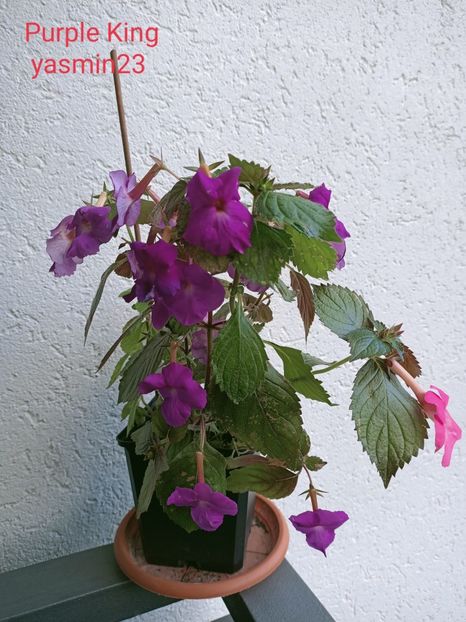 20.09.2021 - Purple King