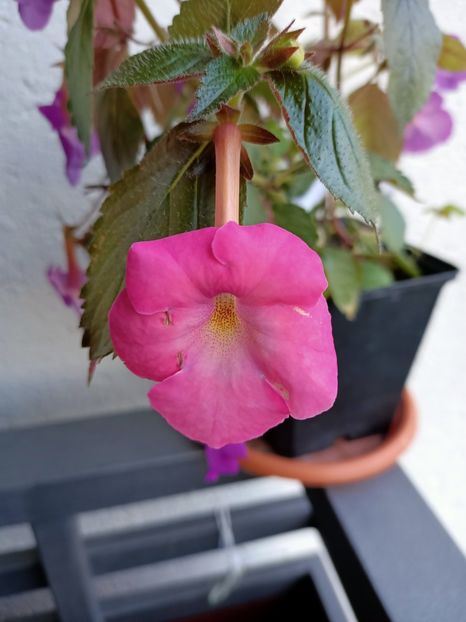 Simbirochka - Purple King