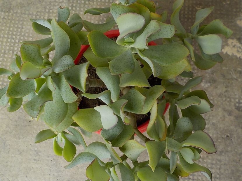  - crassula arborescens