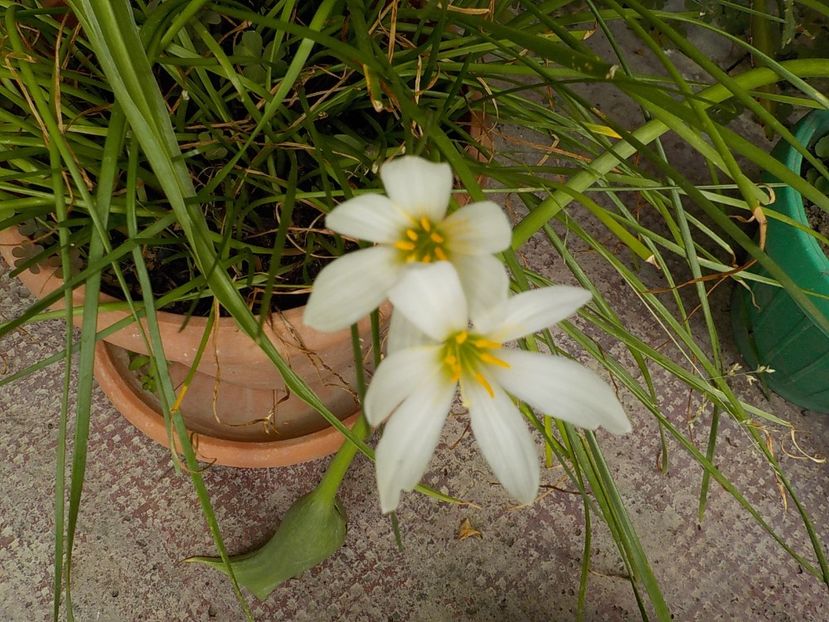  - zephiranthes