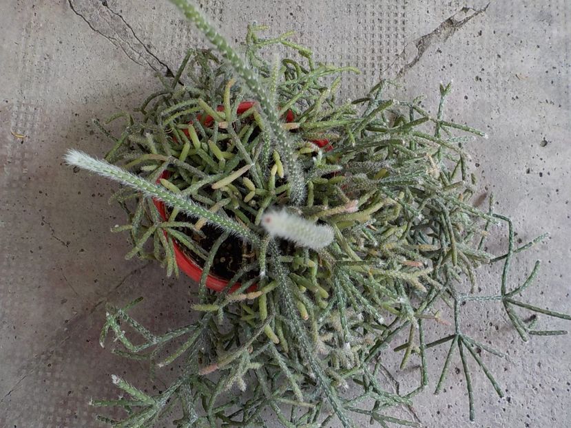  - rhipsalis baccifera