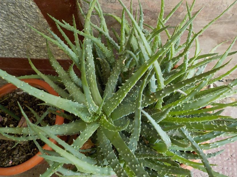  - aloe humilis