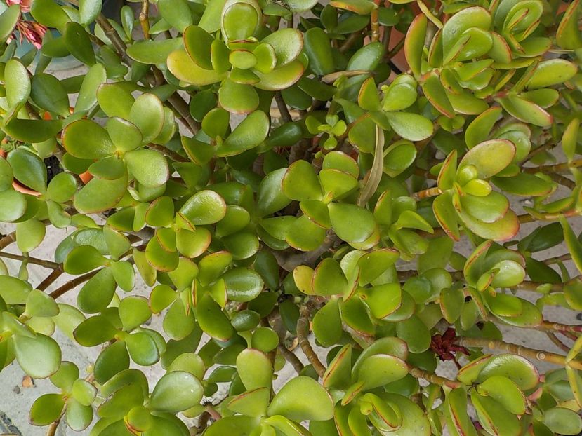  - crassula ovata