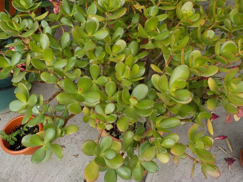  - crassula ovata