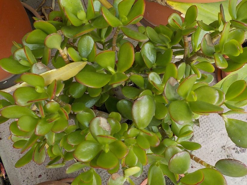  - crassula ovata