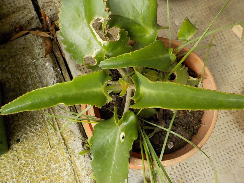  - kalanchoe daigremoniana