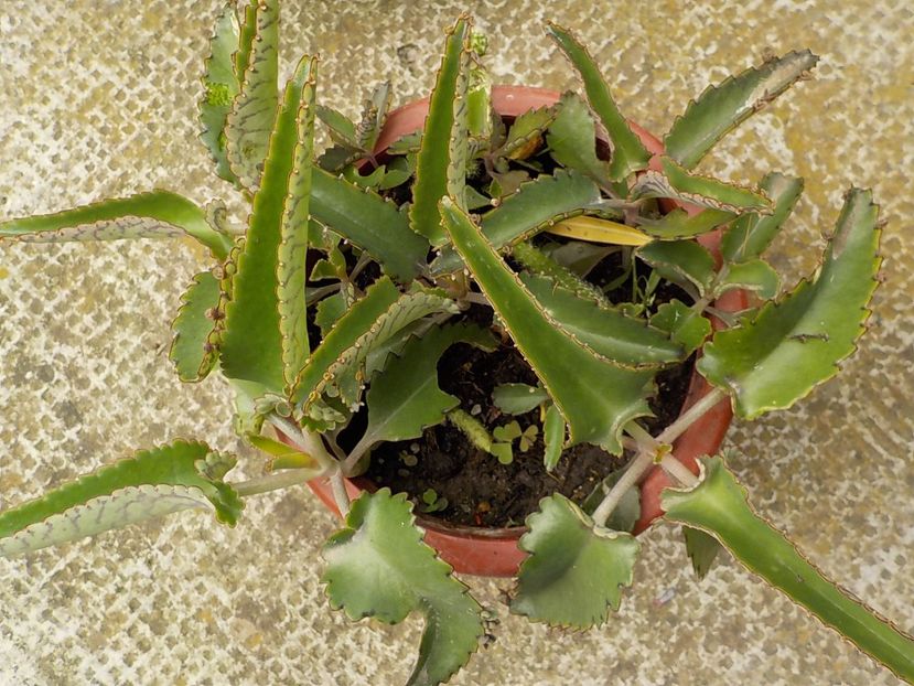  - kalanchoe daigremoniana