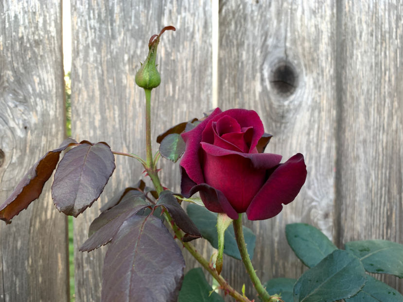  - Jurnalul gradinii 2021