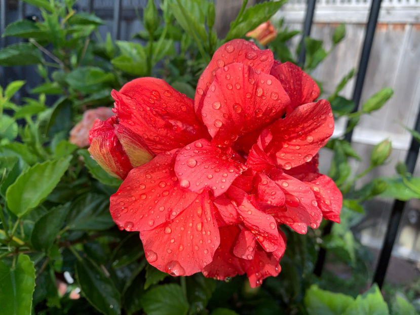  - Jurnalul gradinii 2021