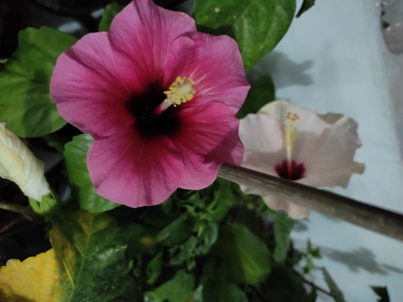  - Hibiscus 4