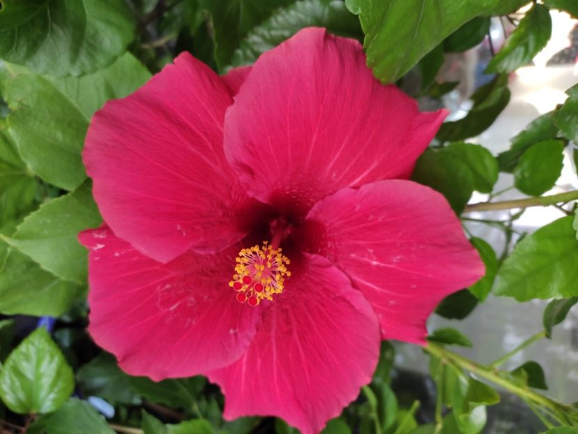  - Hibiscus 4