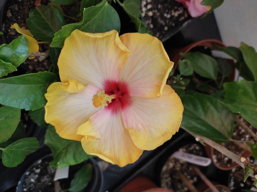  - Hibiscus 4