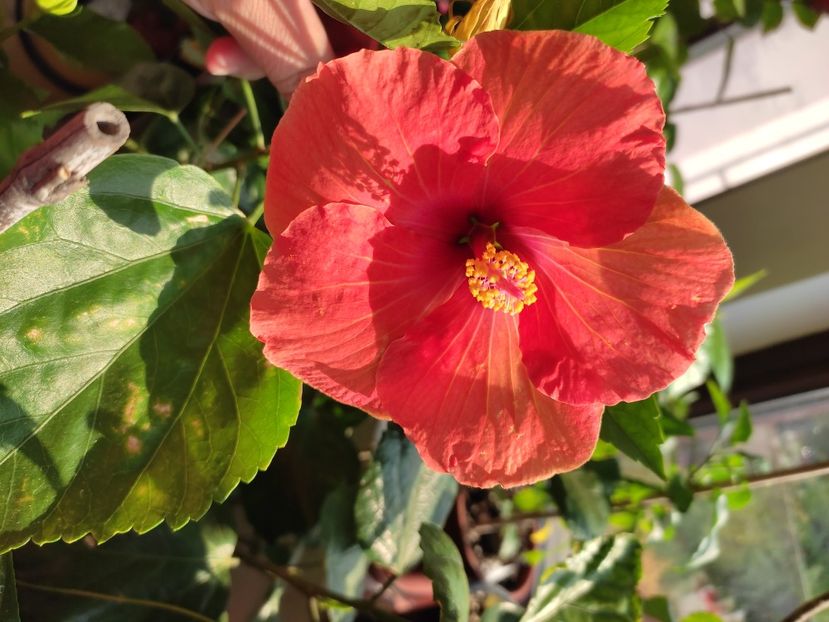  - Hibiscus 4
