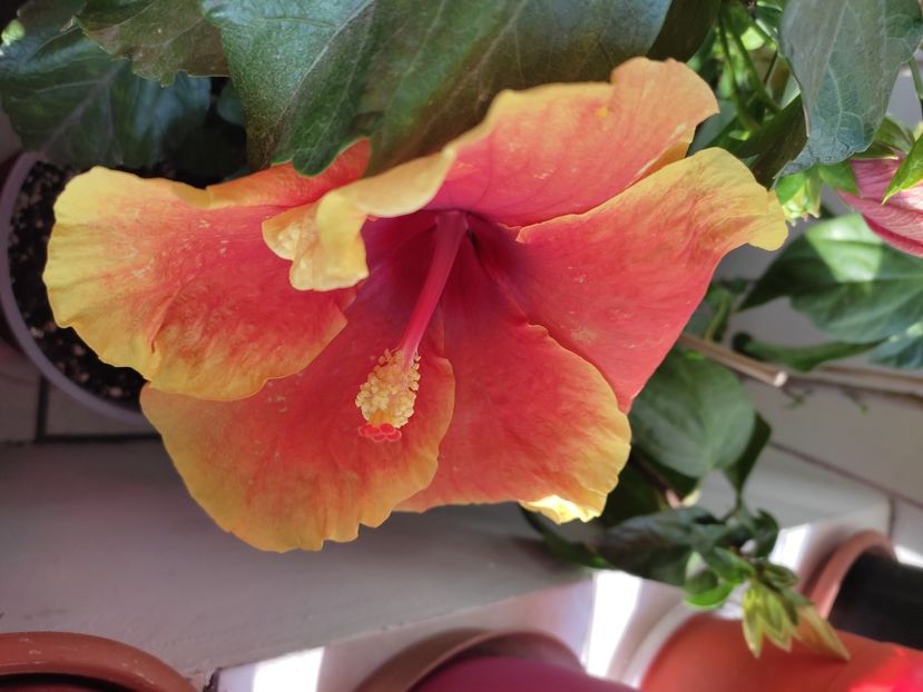  - Hibiscus 4