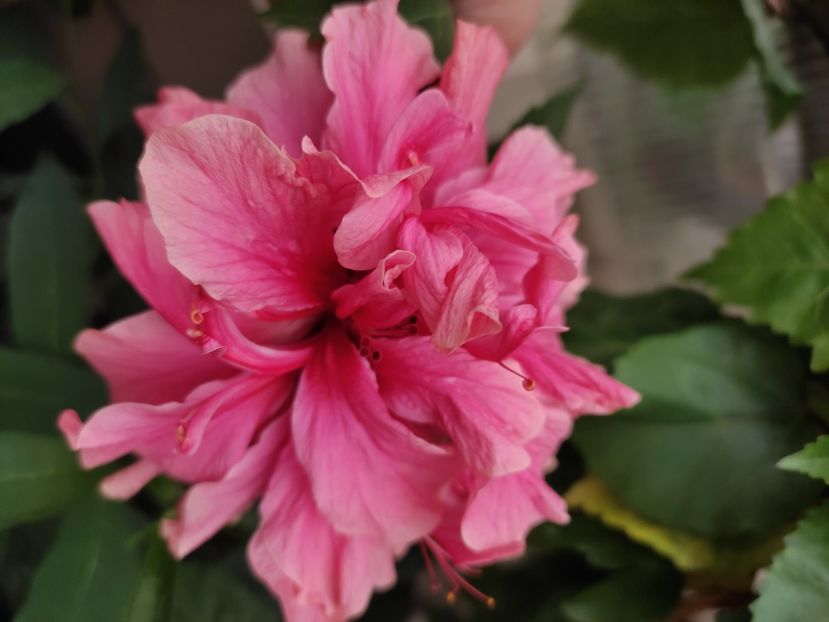  - Hibiscus 4