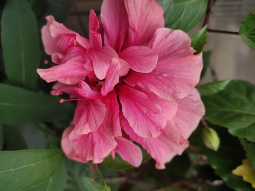  - Hibiscus 4