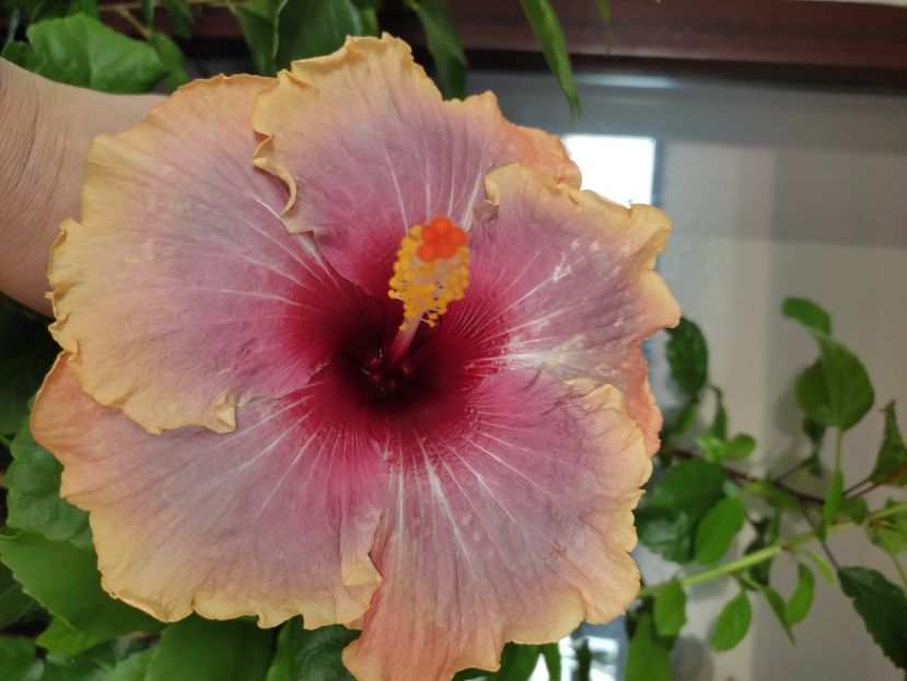  - Hibiscus 4